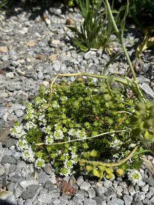 Thymus album