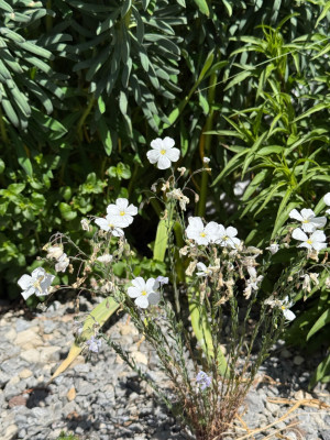 Linum perenne &quot;Diamant&quot;