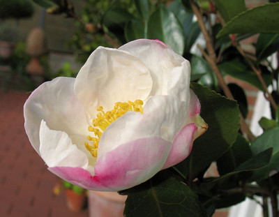 20081026_6_Narumigata.jpg