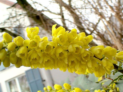 Mahonia_bealei_2.jpg