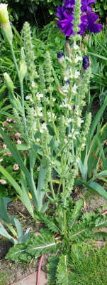 Salvia Austriaca