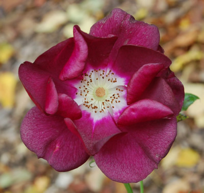 Sweet_Sultan_0010__H_40811.jpg