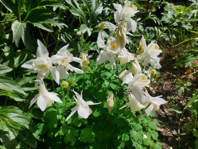 Aquilegia weiß langspornig Ostseite.jpg