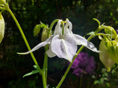 Aquilegia weiß-bläulich großblumig Ostseite.jpg