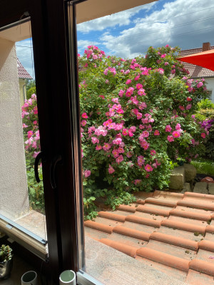 IMG_7650.jpeg