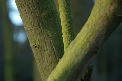 3ingruen_8205.jpg