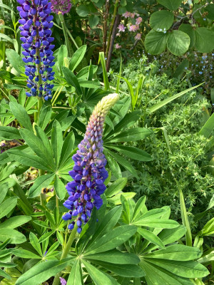 IMG_9048.jpeg