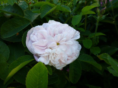 P1050341Marie de St.Jean.JPG