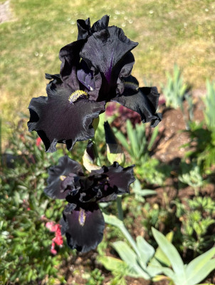 IMG_5068.jpeg
