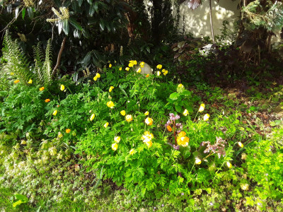Wald-Scheinmohn