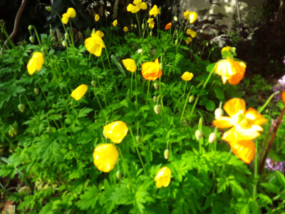Meconopsis / Scheinmohn