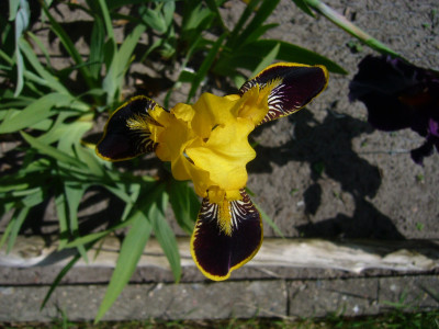 Bumblebee Deelite 2.JPG