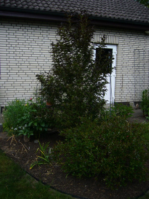 Styrax E L 2.JPG