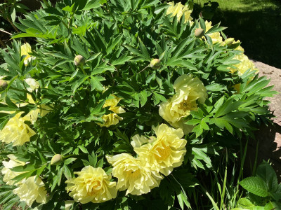 IMG_6455.jpeg