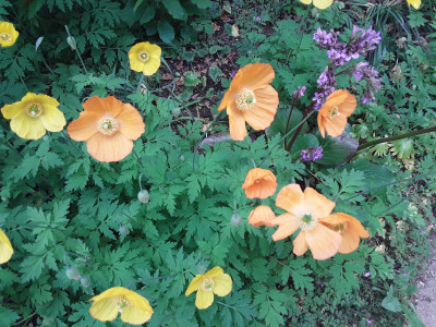 Meconopsis cambrica