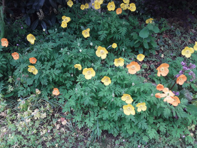 Wald-Scheinmohn