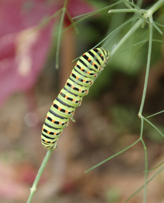 Schwalbenschwanzraupe_0010__35445.jpg