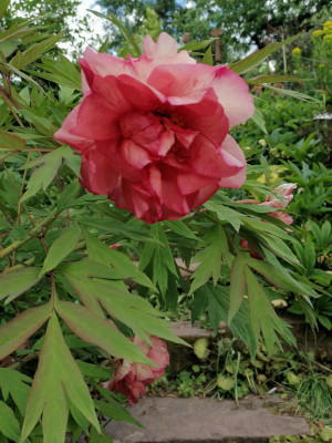IMG_20250516_175715.jpg