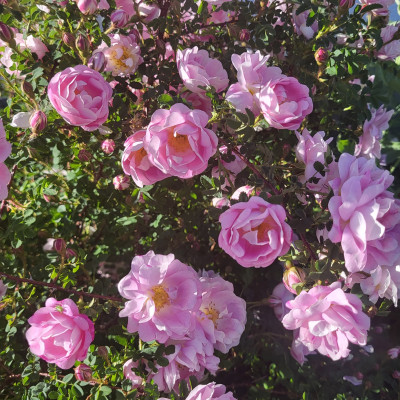 Spinosissima Double Pink  ,sehr stark duftend