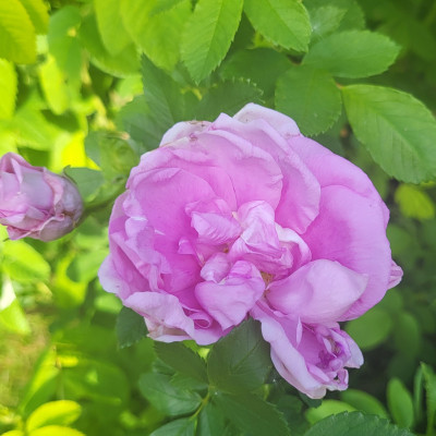 Wasagaming, Rugosa