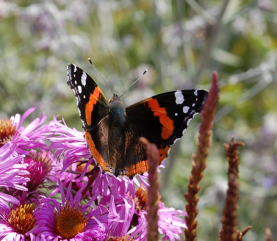 Schmetterling_0012__8460.jpg