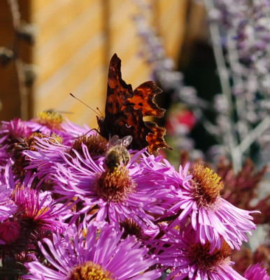 Schmetterling_0013__8466.jpg