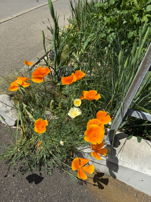 IMG_6502.jpeg