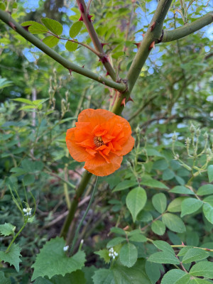 IMG_6516.jpeg