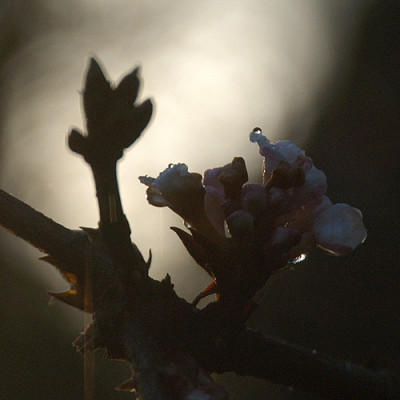 viburnumtropfen_8210.jpg