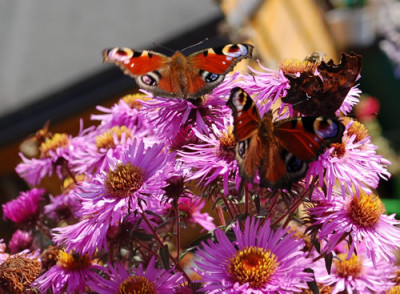 Schmetterlinge_0010__8470.jpg