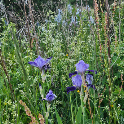 Rheintraube - Galium mollugo - Amsonia Hubrichtii 20250516_202456.jpg