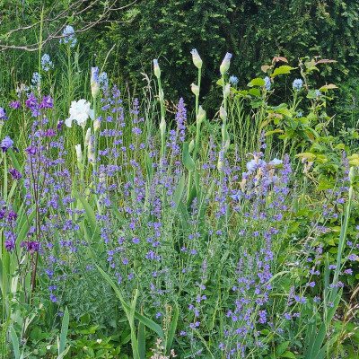 Leda's Lover Nepeta Walker's Low Amsonia Hubrichtii 20250516_202645.jpg