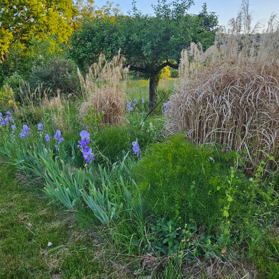 Iris pallida Peucedanum officinale Miscanthus Morning Light 20250516_201915.jpg