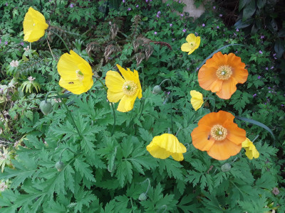 Meconopsis cambrica