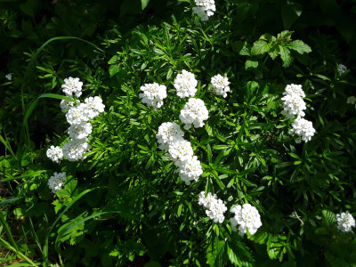 Schleifenblume