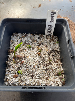 Pinus parviflora Germination Mai 2025.jpg