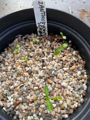 Zanthoxylum schinifolium Germination Mai 2025.jpg