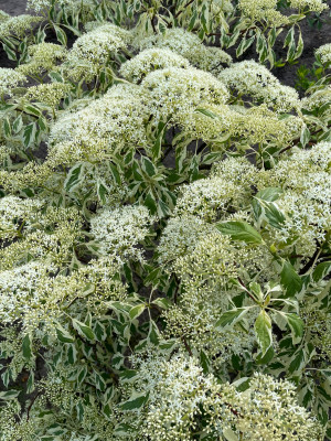 Cornus controversa Variegata bloei 2025 rs.jpg
