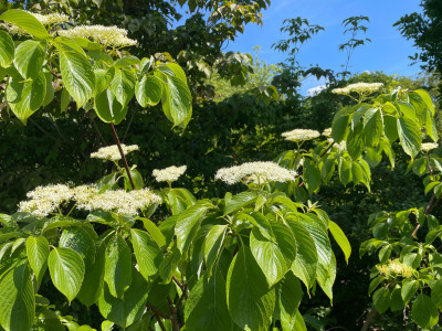 Cornus controversa bloei  1 2025.jpg
