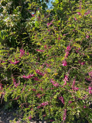 Indigofera howellii Reginald Cory Mai rs  2025.jpg