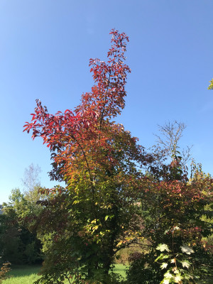 IMG_9095.jpeg