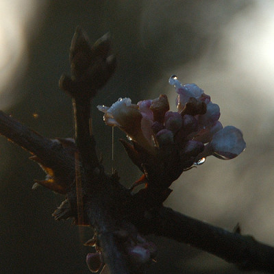 viburnumtropfen_8212.jpg