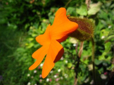 Thunbergia-gibsonii3.jpg