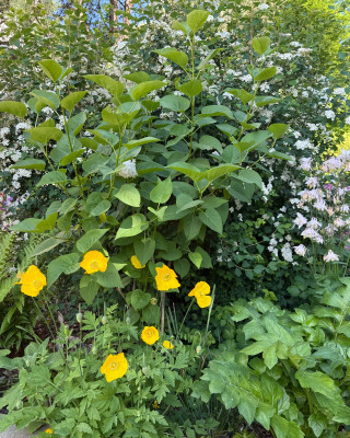 IMG_6538.jpeg