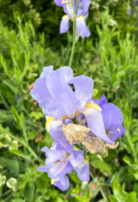 IMG_1876.jpeg
