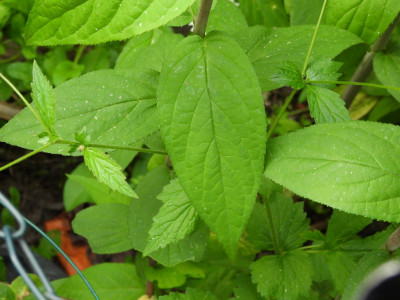 DSCN9325.JPG