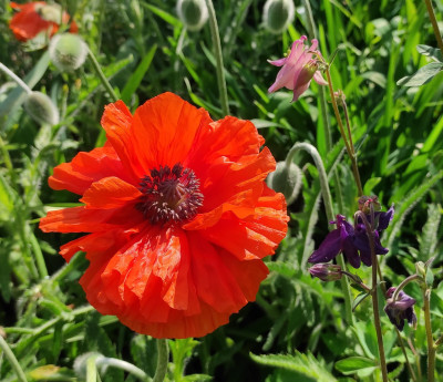 Papaver_Olympia_20250503_163643_B.jpg