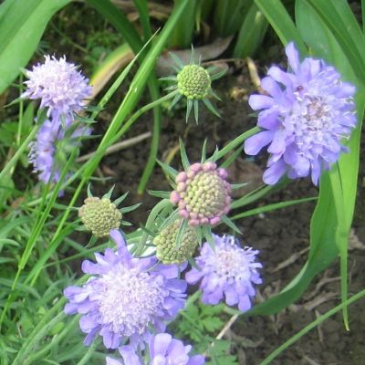 Witwenblume2.jpg