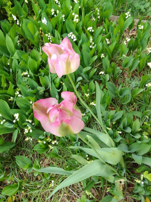 Die letzten Tulpen
