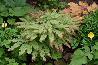 Adiantum-aleuticum-japonicum-Mai1825_014.jpg
